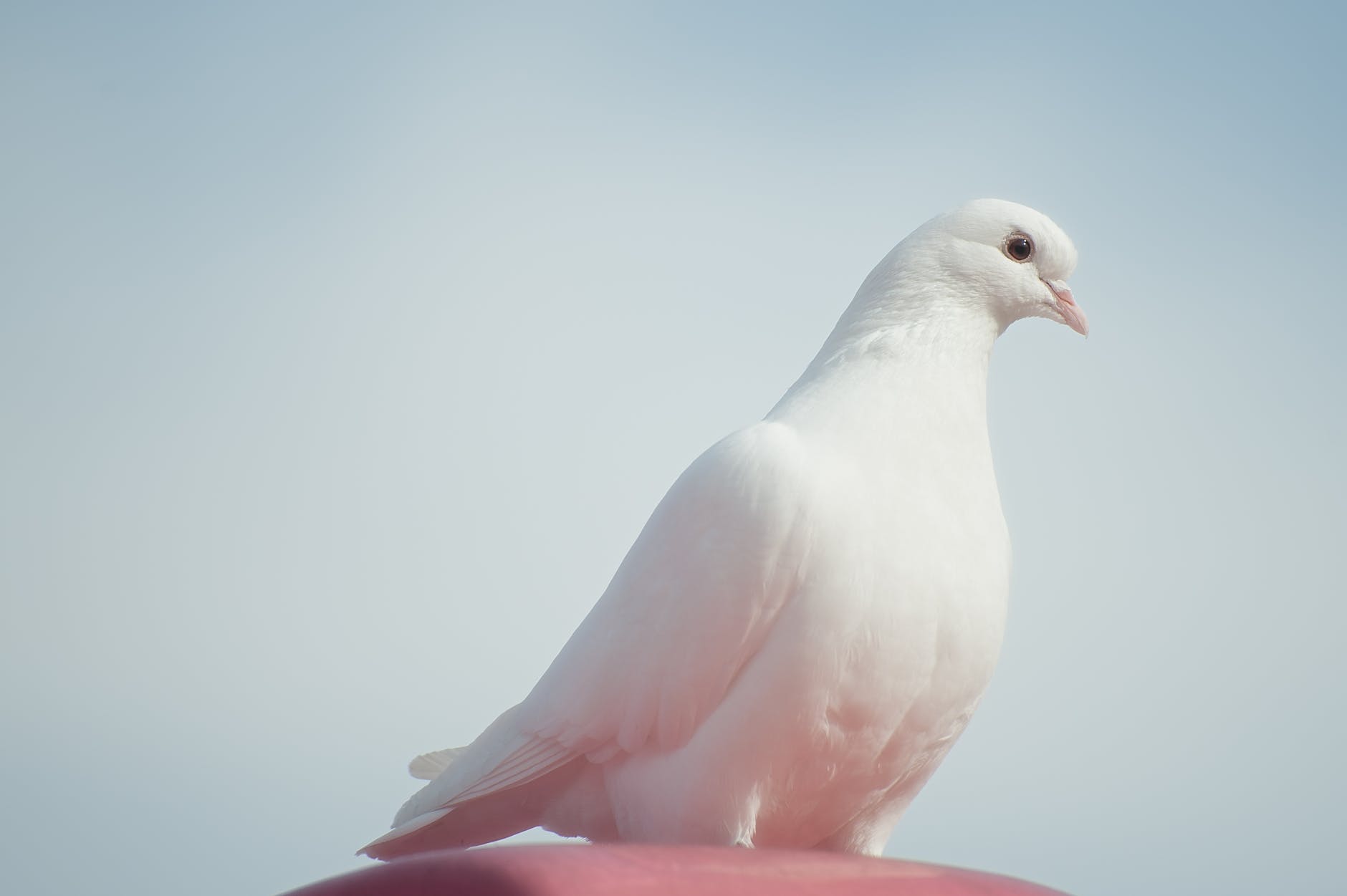 white dove on brown surface under blue sky