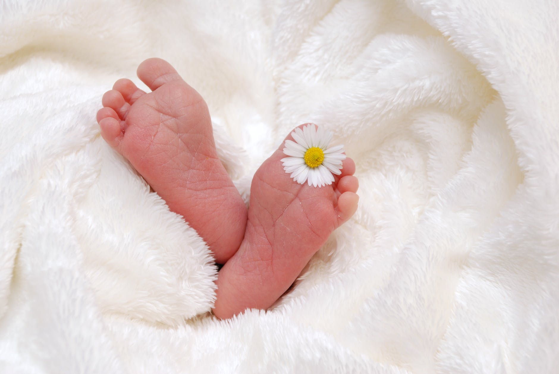 baby s feet with white aster flower