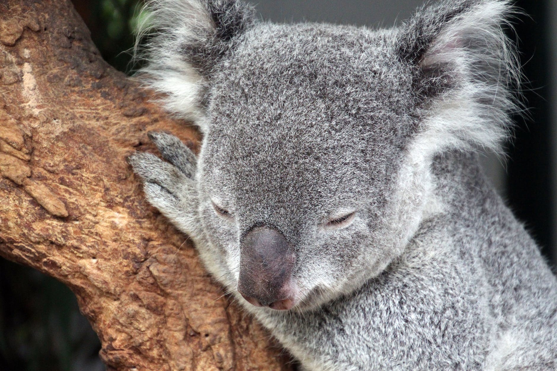 close up photo of sleeping koala